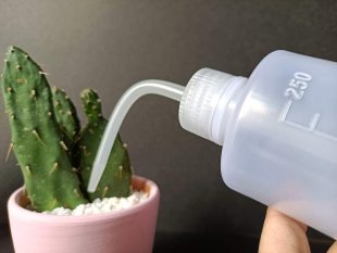 Sukkulent Kaktüs Bonsai Sulama Şişesi 715726