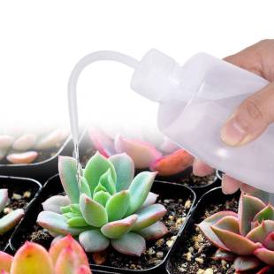 Sukkulent Kaktüs Bonsai Sulama Şişesi 715726