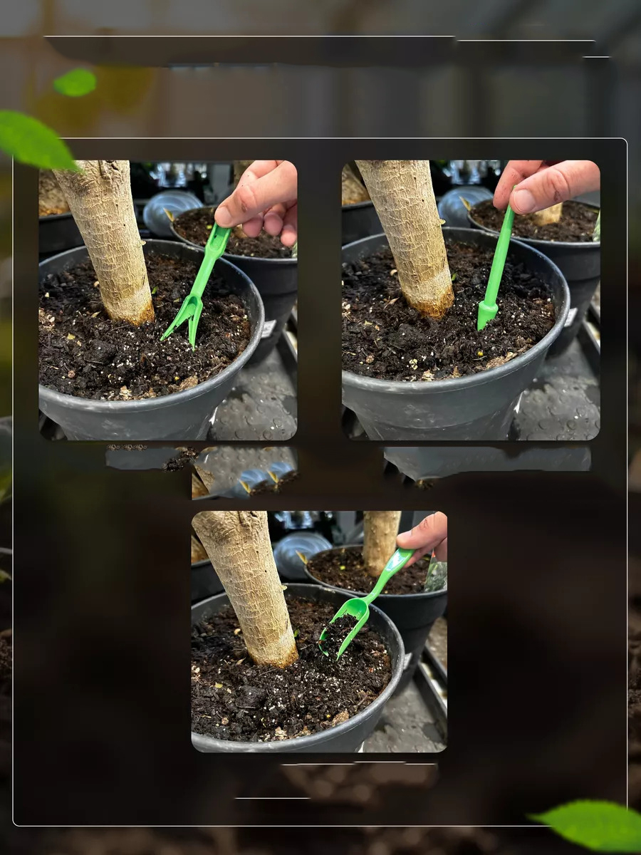 Kaktüs Sukkulent Dikim Seti 720516