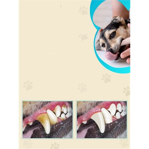 TransForMacion Kedik Köpek Diş Fırçası Silikon Kutulu 3 lü SET 720970