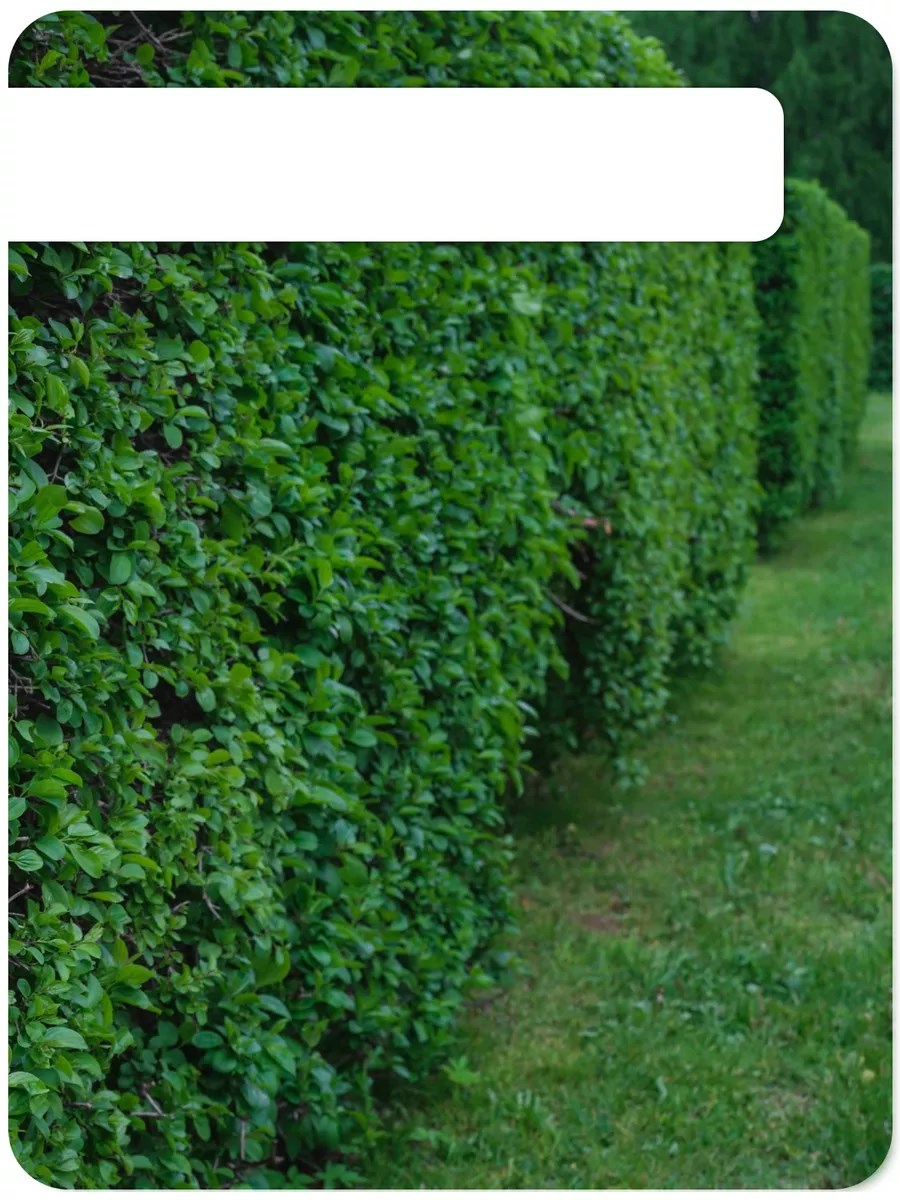 Profesyonel Budama Makası Bahçe Makası 52 CM 721686